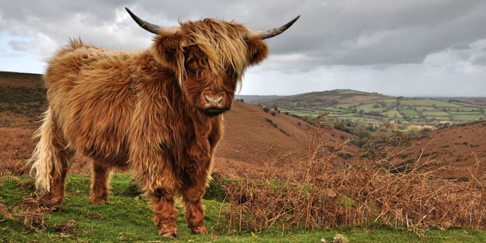 Highland cow with long hair and horns on a hilly landscape.